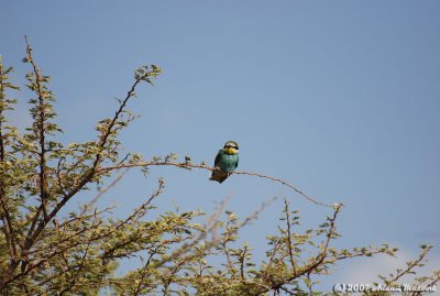 Bird in Ghazzal valley.JPG