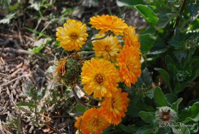 Spring Flowers in SA - 041.JPG