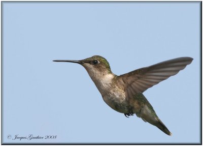 Colibri  gorge rubis ( Ruby-throated Hummingbird )