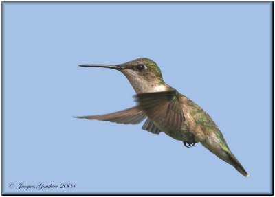 Colibri  gorge rubis ( Ruby-throated Hummingbird )