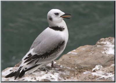 Mouette tridactyle ( Black-legged Kittiwake )