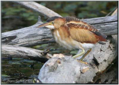 Petit Blongios (Least Bittern)