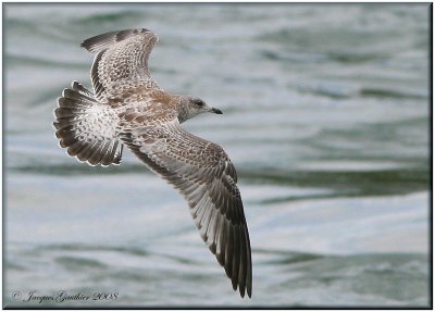 Goland  bec cercl ( Ring-billed Gull )