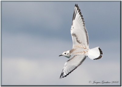  Mouette de Bonaparte ( Bonaparte's Gull )