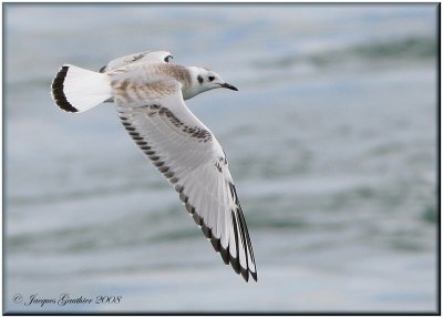  Mouette de Bonaparte ( Bonaparte's Gull )