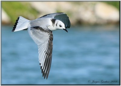 Mouette tridactyle ( Black-legged Kittiwake )