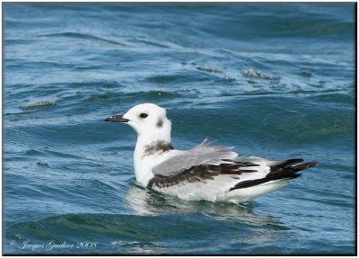 Mouette tridactyle ( Black-legged Kittiwake )