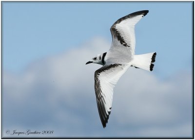 Mouette tridactyle ( Black-legged Kittiwake )