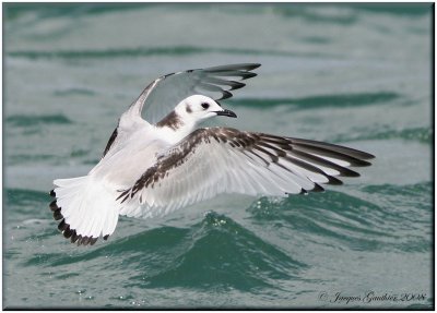 Mouette tridactyle ( Black-legged Kittiwake )