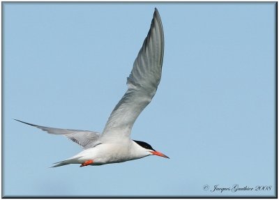 Sterne pierregarin ( Common Tern )