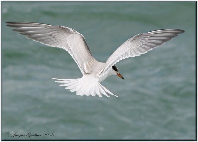 Sterne pierregarin ( Common Tern )