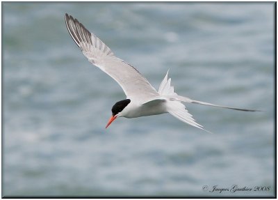 Sterne pierregarin ( Common Tern )