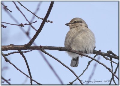 Pie-griche grise ( Northern Shrike )