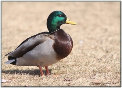 Canard colvert ( Mallard )