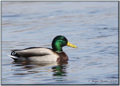Canard colvert ( Mallard )