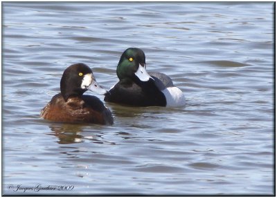 Fuligule milouinan ( Greater Scaup )