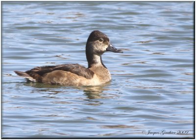 Fuligule à collier ( Ring-necked Duck )