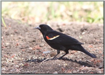 Carouge  paulettes ( Red-Winged Blackbird )