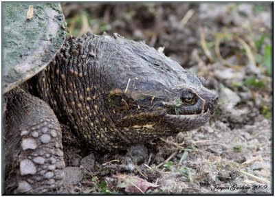 Tortue serpentine