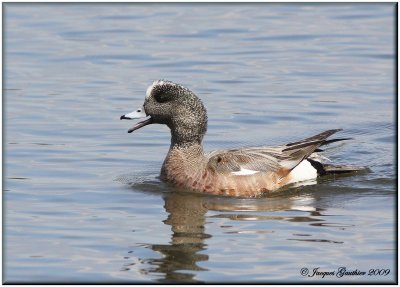 Canard dAmérique ( American Wigeon )