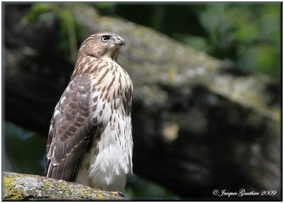 pervier de Cooper ( Cooper's Hawk )