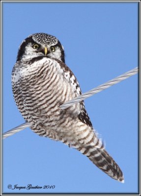 Chouette pervire ( Northern Hawk Owl