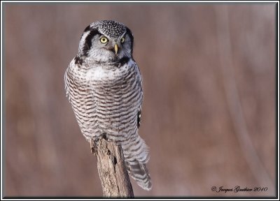 Chouette pervire ( Northern Hawk Owl )