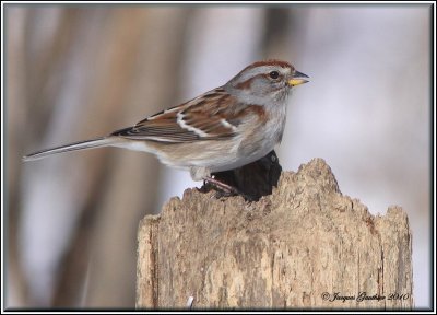 Bruant hudsonien ( American Tree Sparrow )