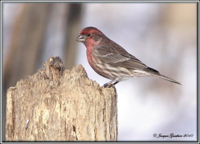 Roselin familier (House Finch)