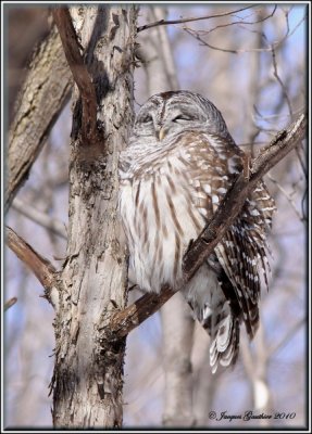 Chouette raye ( Barred Owl )