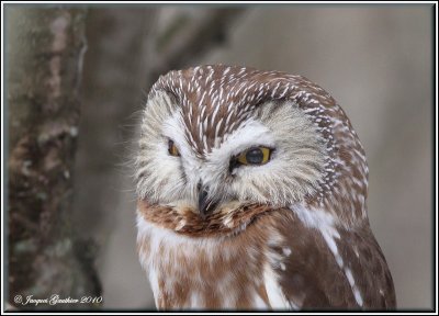 Petite Nyctale ( Northern Saw-Whet Owl )