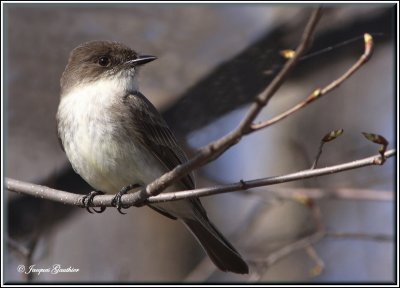 Moucherolle phbi ( Eastern Phoebe )