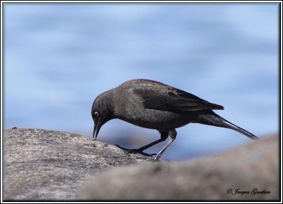 Quiscale rouilleux ( Rusty Blackbird )