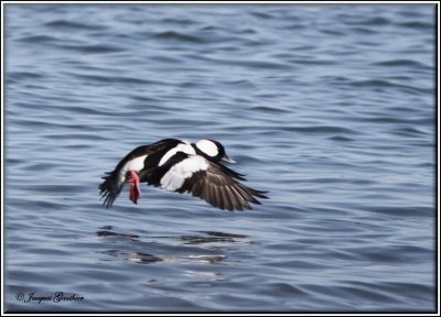 Petit Garrot ( Bufflehead )