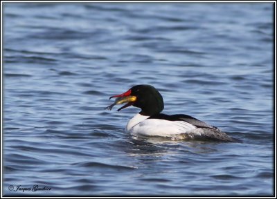 Grand Harle (Common Merganser)