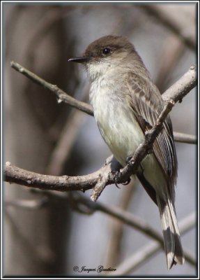 Moucherolle phbi ( Eastern Phoebe )