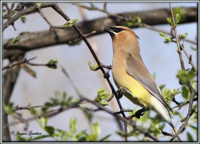 Jaseur d'Amrique ( Cedar Waxwing )