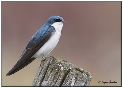 Hirondelle bicolore ( Tree Swallow )