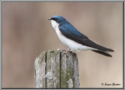 Hirondelle bicolore ( Tree Swallow )