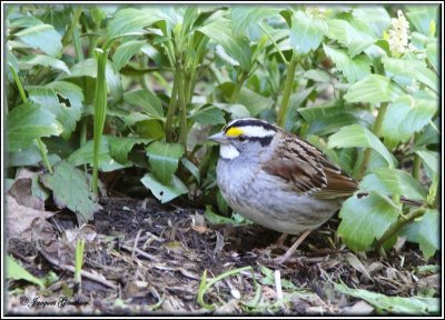 Bruant  gorge blanche ( White-throated Sparrow )
