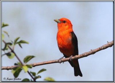 Piranga carlate ( Scarlet Tanager )