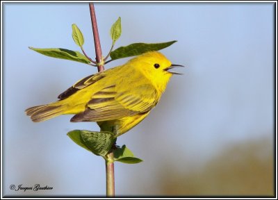 Paruline jaune ( Yellow Warbler )