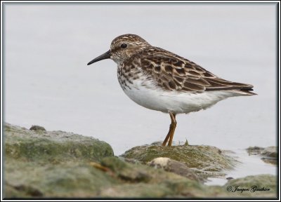 Bcasseau minuscule ( Least Sandpiper )