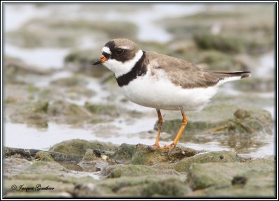 Pluvier semipalm ( Semipalmated Plover )