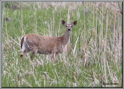 Cerf de Virginie