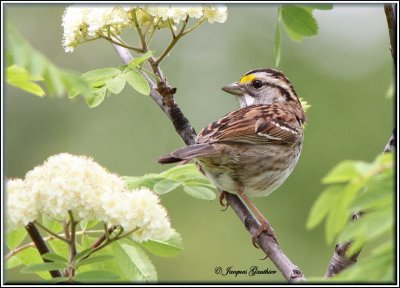 Bruant à gorge blanche ( White-throated Sparrow )