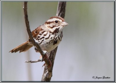 Bruant chanteur ( Song Sparrow )
