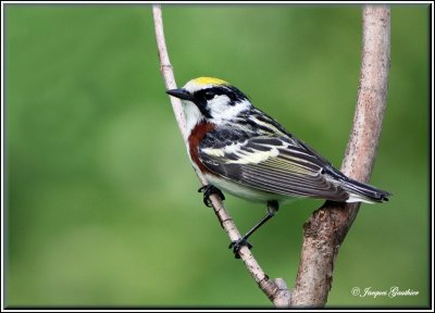 Paruline à flancs marron ( Chestnut-sided Warbler )