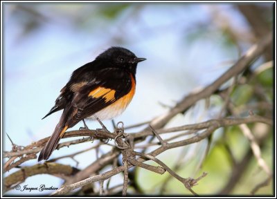 Paruline flamboyante (American Redstart )