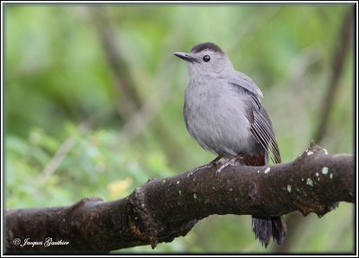 Moqueur chat ( Gray Catbird )